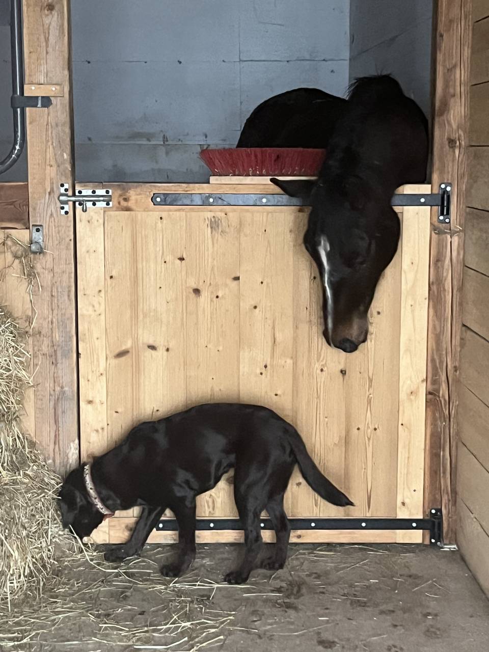 Poulinière de 4ans SF