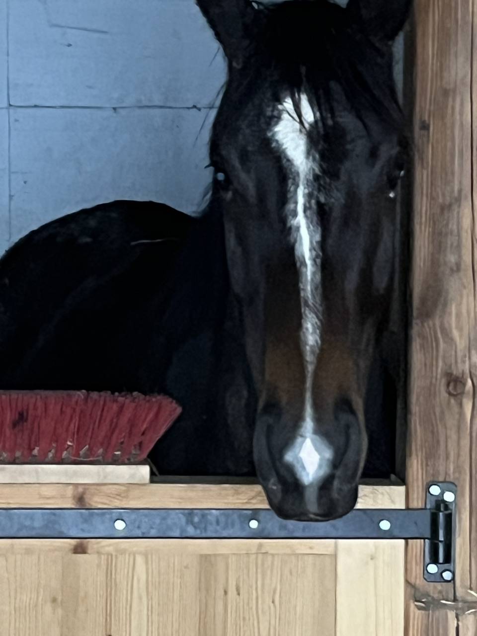 Poulinière de 4ans SF