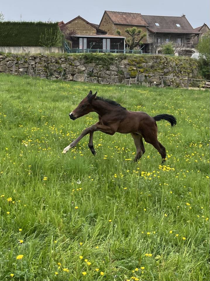 Top poulain mâle sf Diarado x Baloubet 