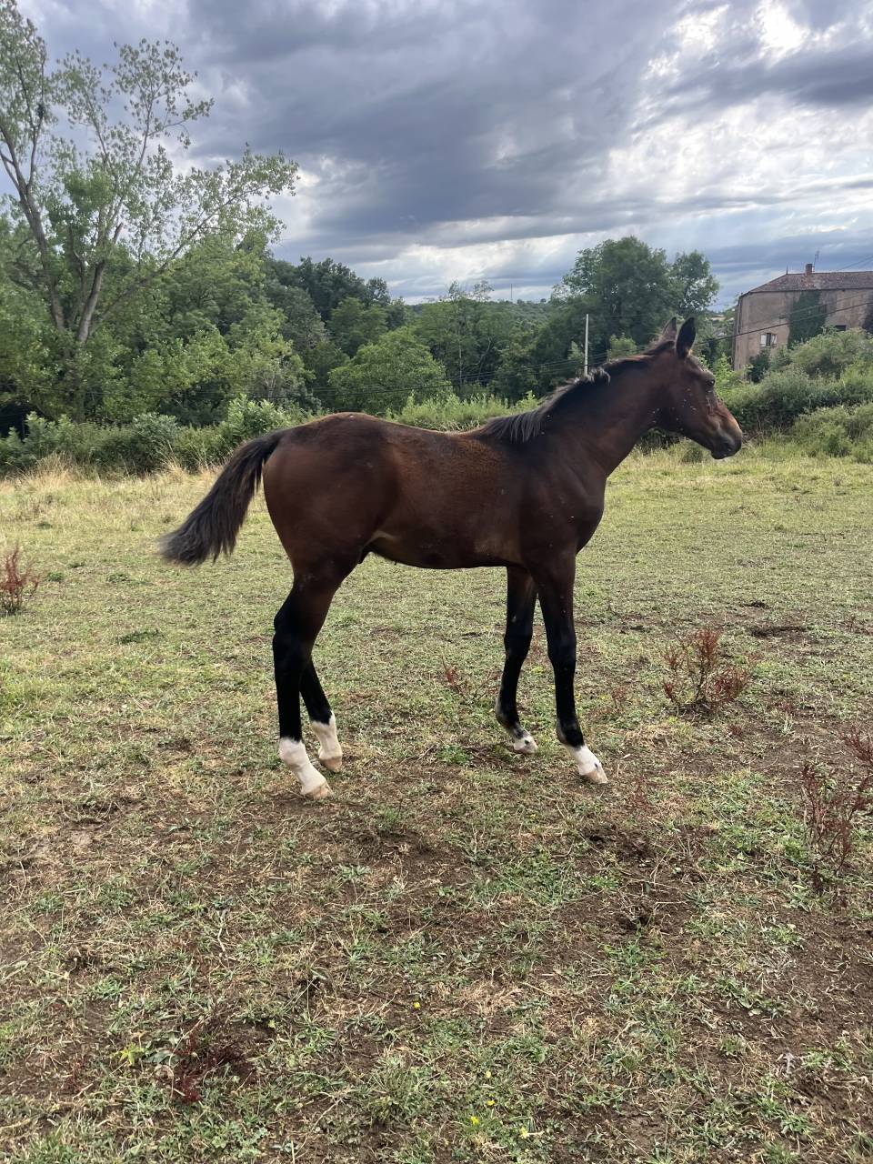 Top poulain mâle sf Diarado x Baloubet 