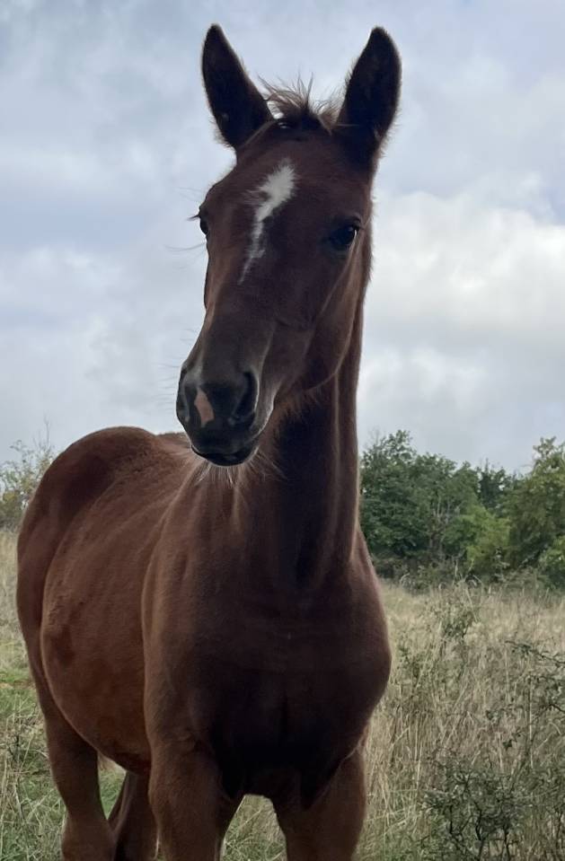 Très jolie pouliche sf par Itoki de Riverland x Mylord 
