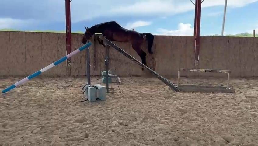 Hongre de 4 ans par Grandorado TN