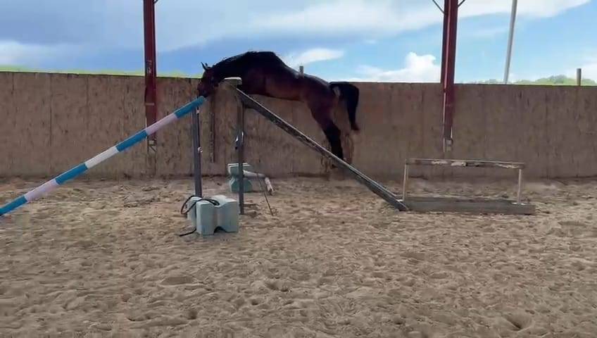 Hongre de 4 ans par Grandorado TN