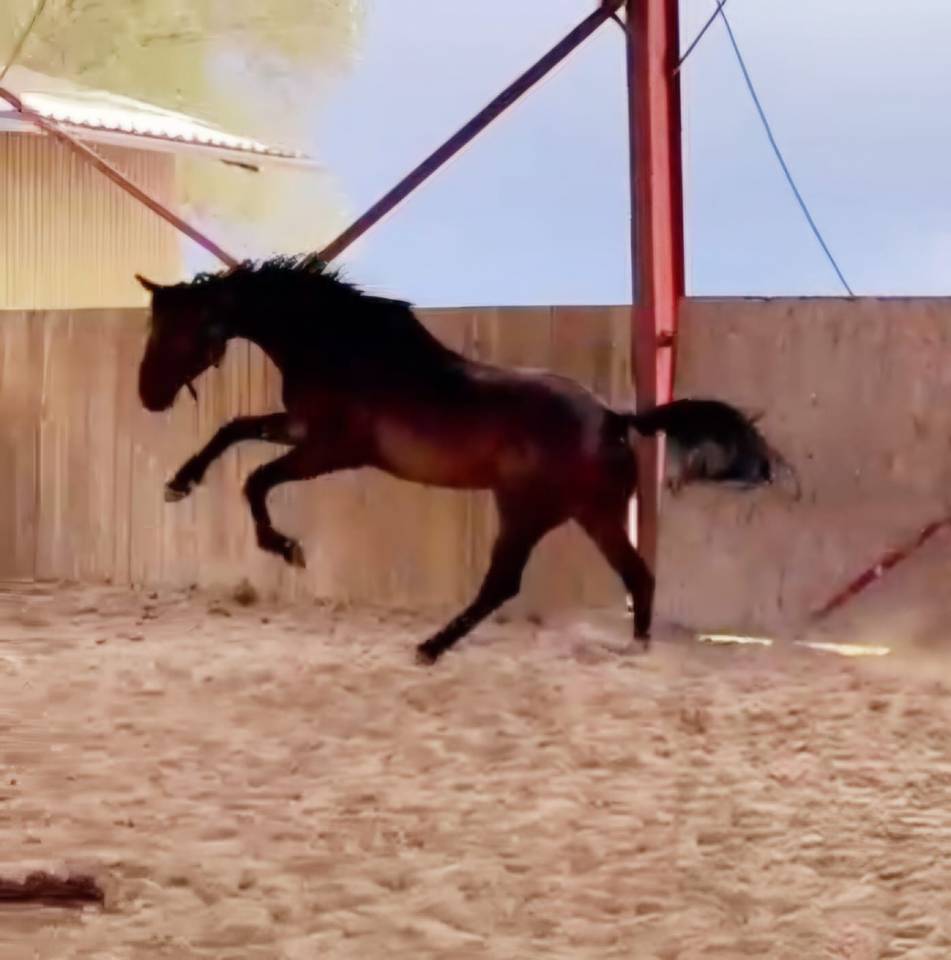 Hongre de 4 ans par Grandorado TN