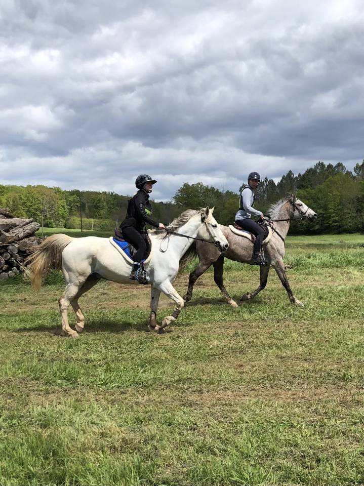 Hongre pur sang arabe