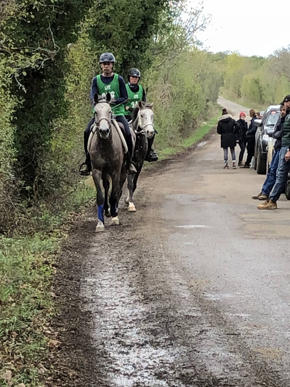 Hongre pur sang arabe