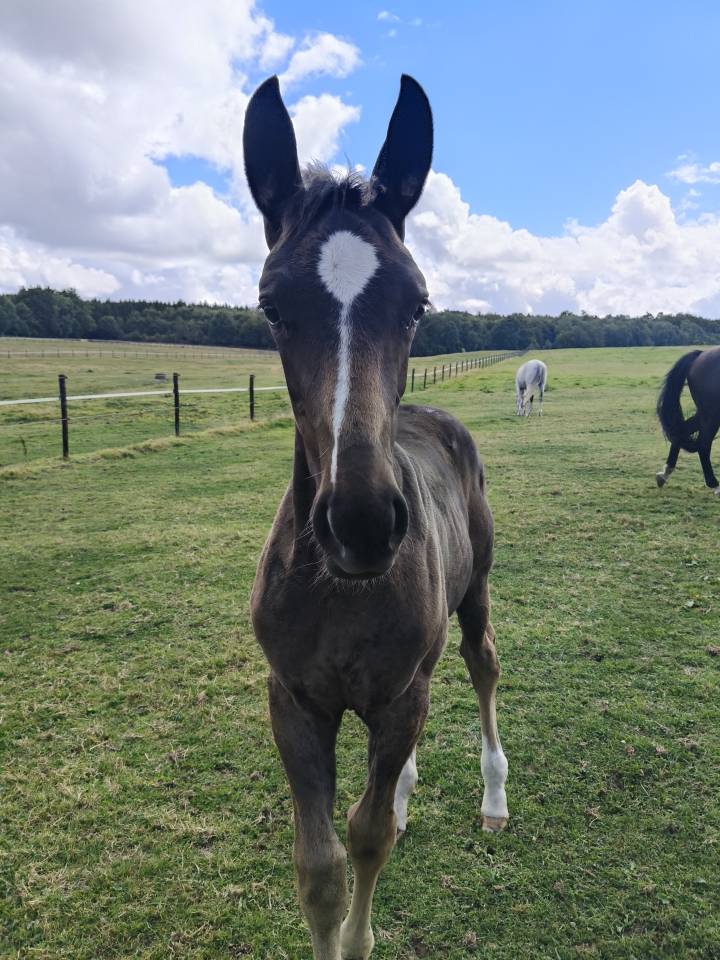 "TRUE LOVE", le nom nous le dit déjà! Adorable jument