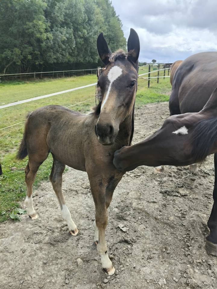 "TRUE LOVE", le nom nous le dit déjà! Adorable jument