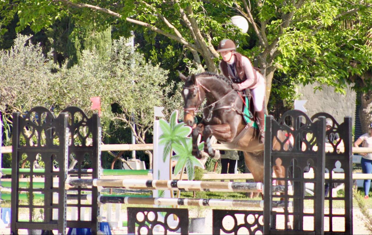 Hongre de 5 ans très gros potentiel