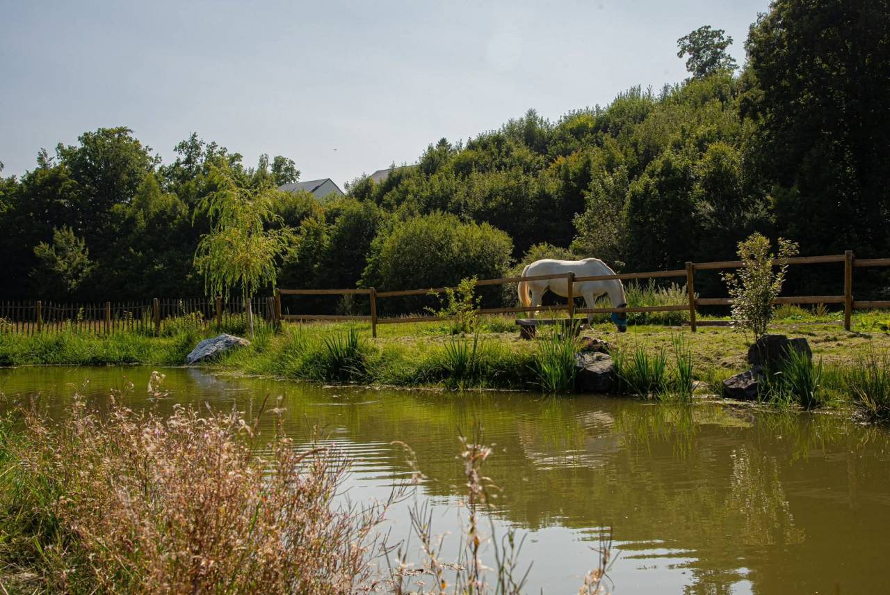 Haras en activité avec Maison d'exception
