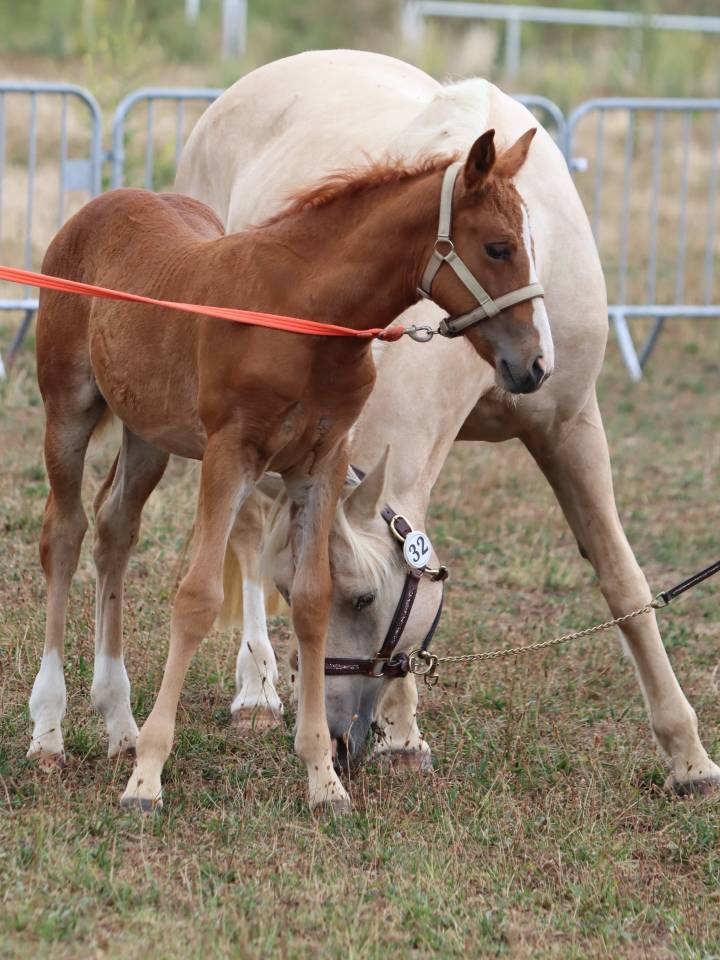 Pouliche Co alezane souche sport