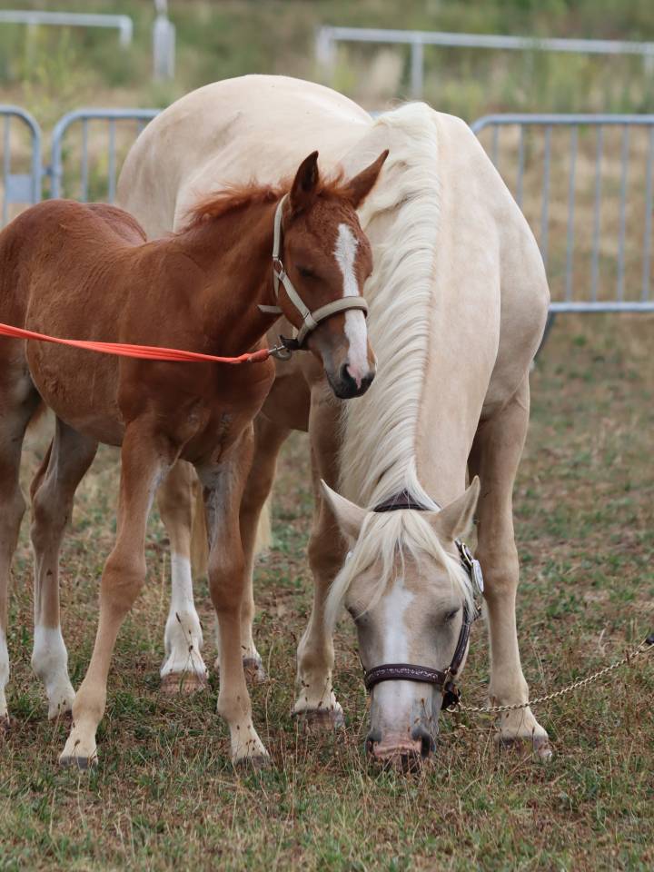 Pouliche Co alezane souche sport