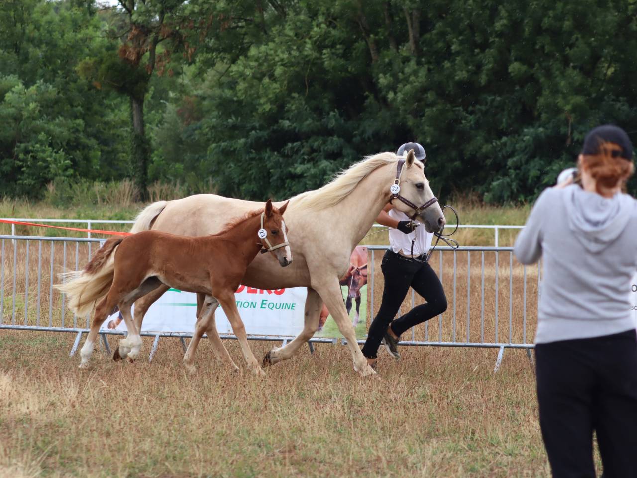 Pouliche Co alezane souche sport