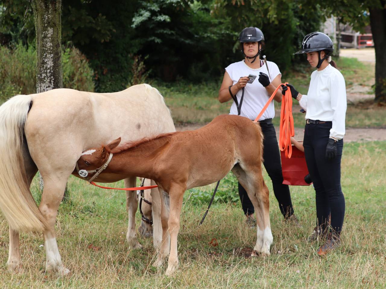 Pouliche Co alezane souche sport