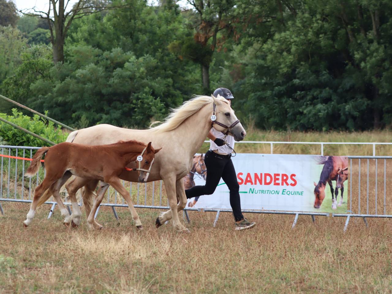 Pouliche Co alezane souche sport