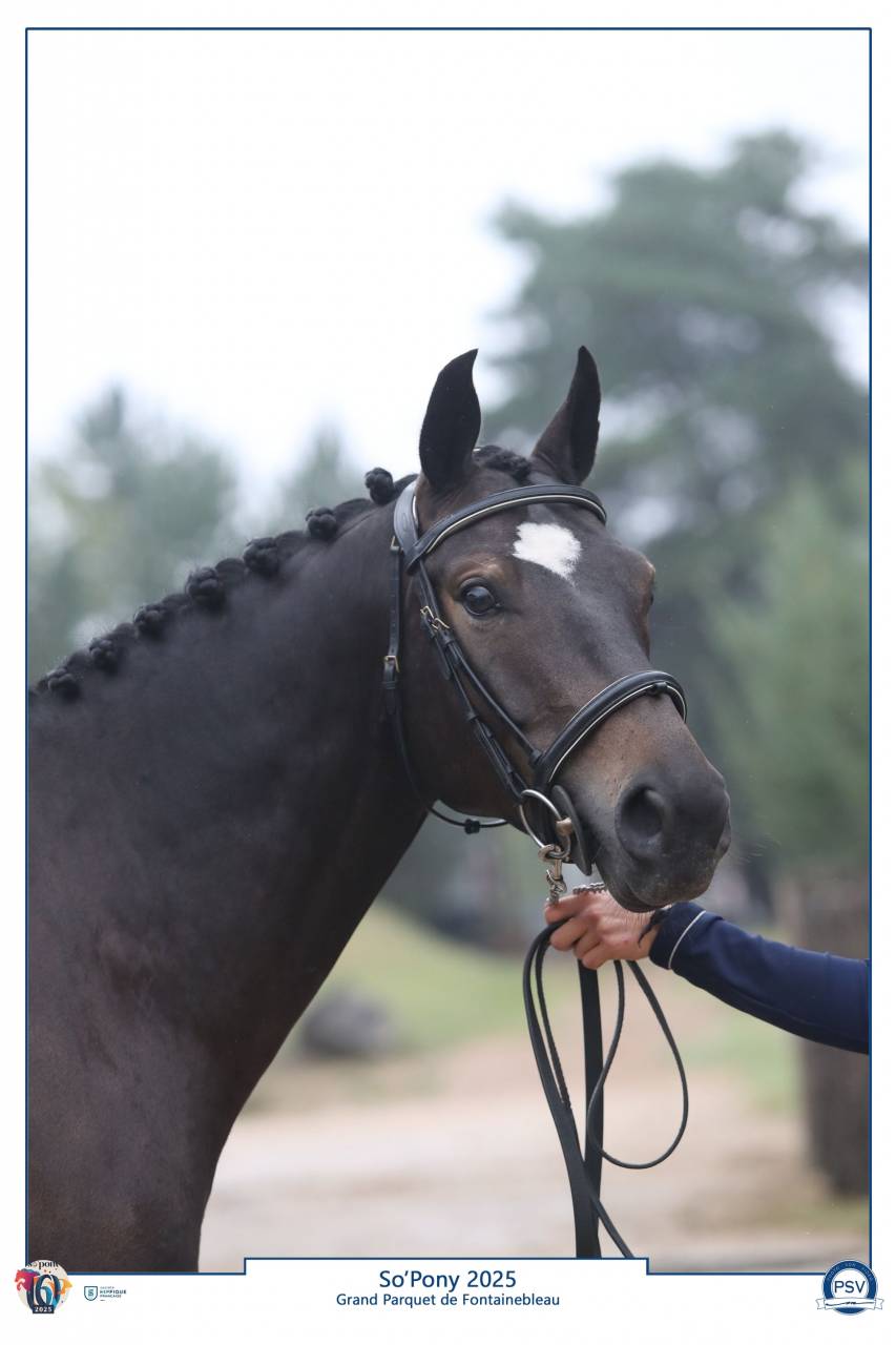 PFS hongre 5 ans cso