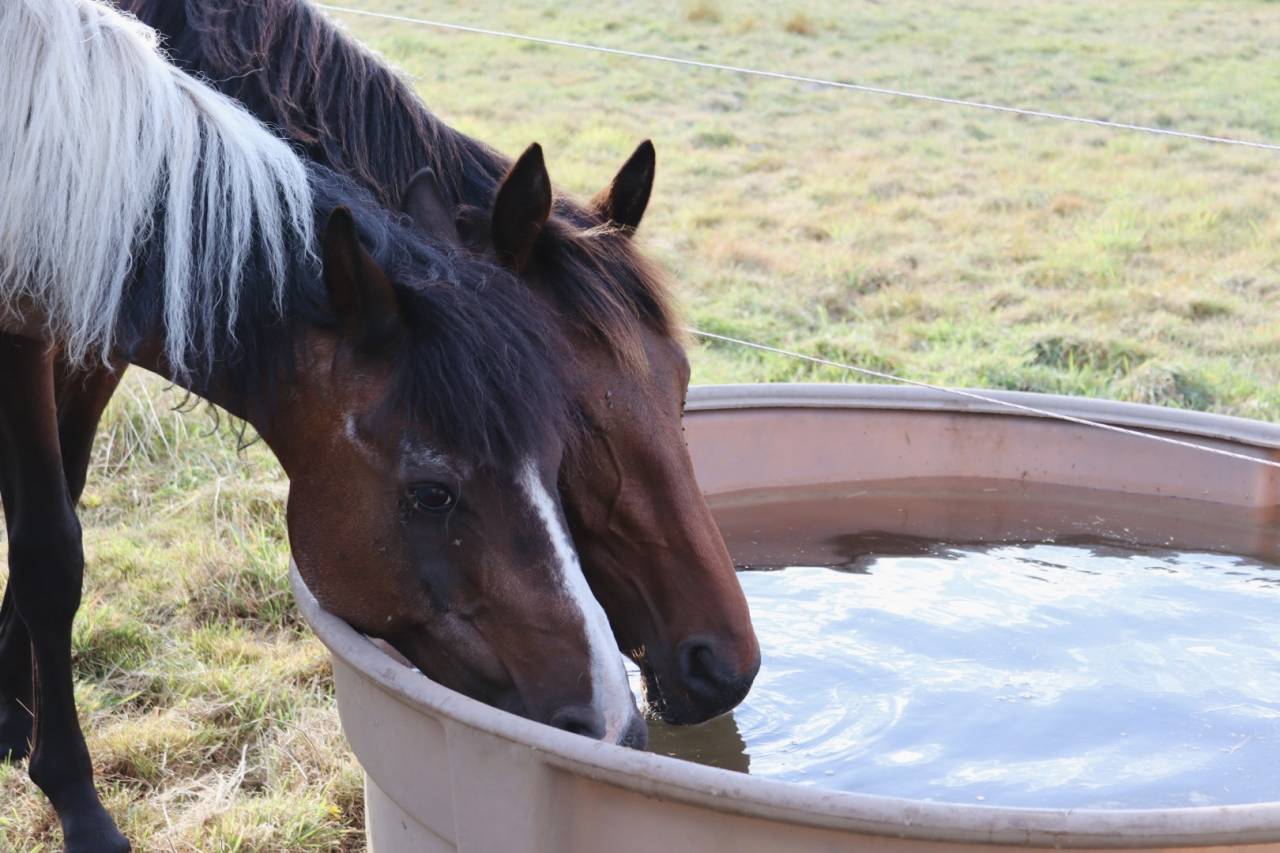 Poulain BWP a vendre 