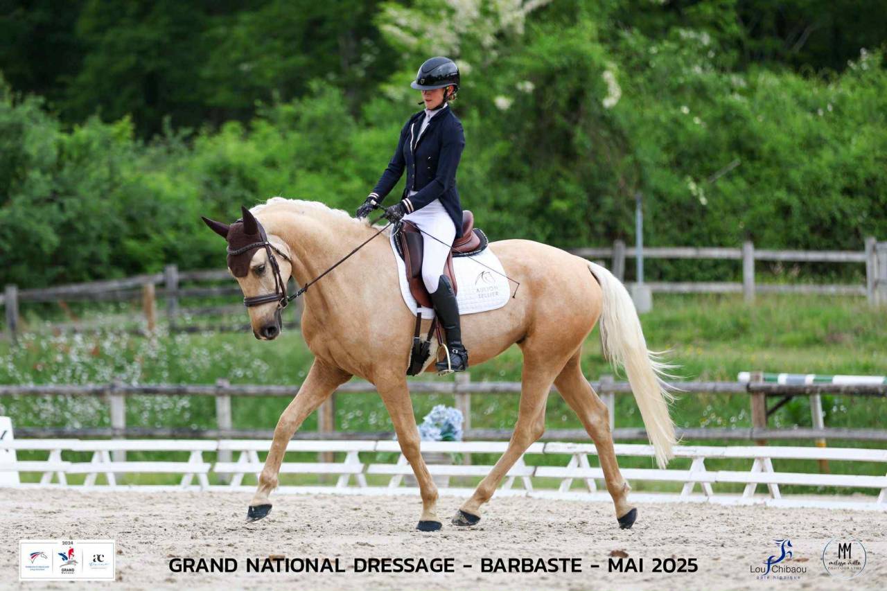 Magnifique Palomino SF X Lusitanien