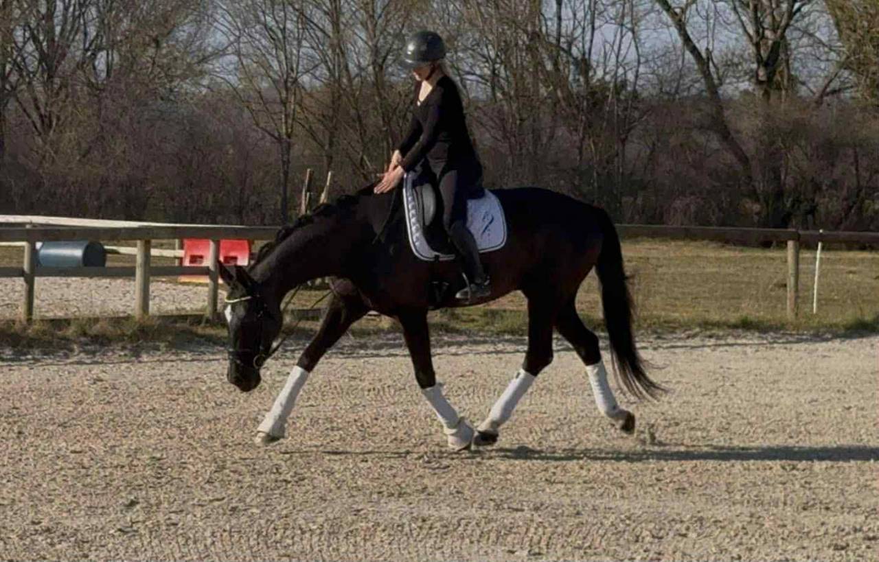 Hongre Dressage par Fursten Look