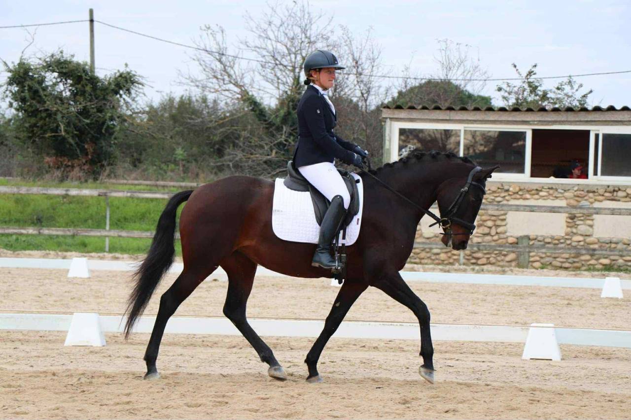 Jument Dressage Experience en compétition 