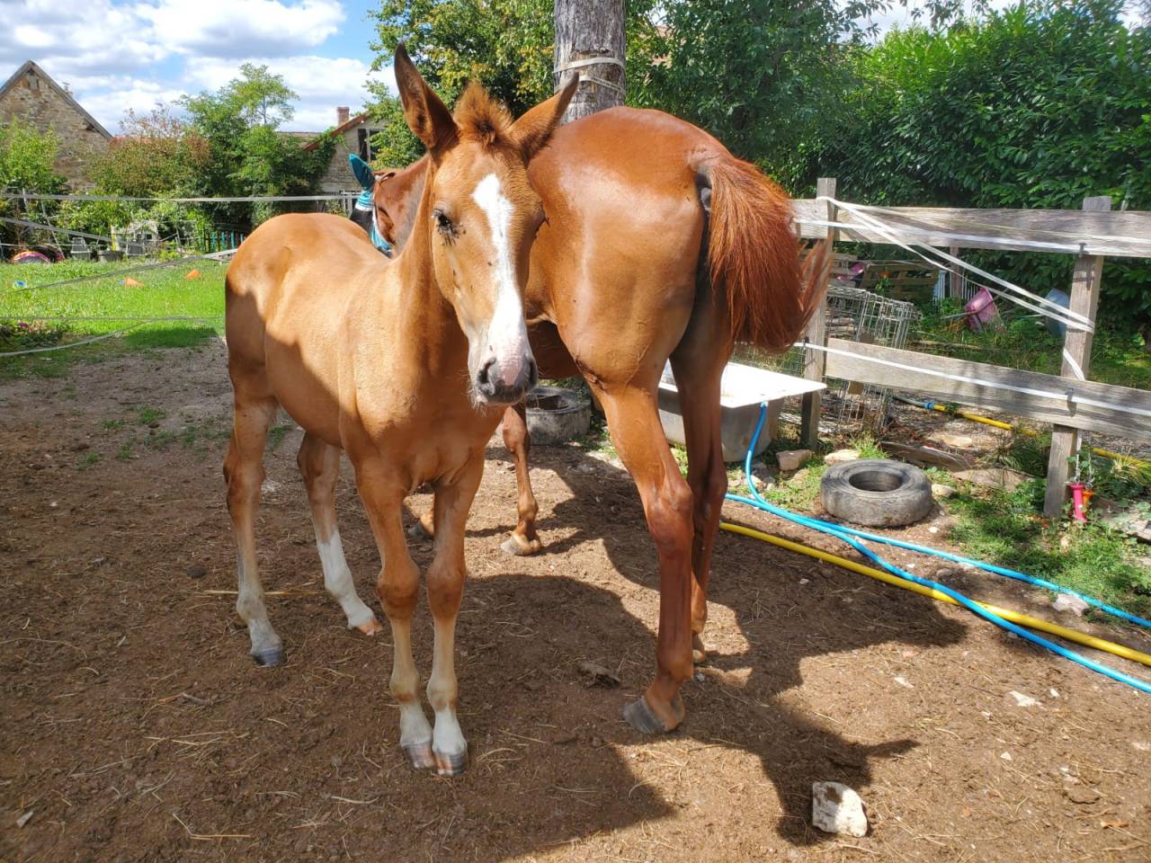 Pouliche iberique plein papiers gêne Pearl grand gabari