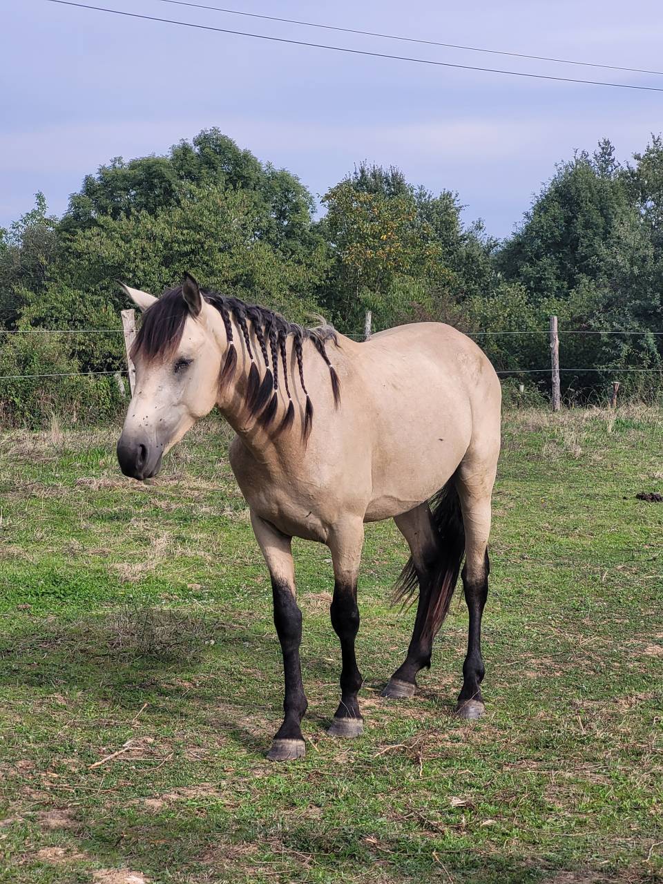 Pouliche smocky black