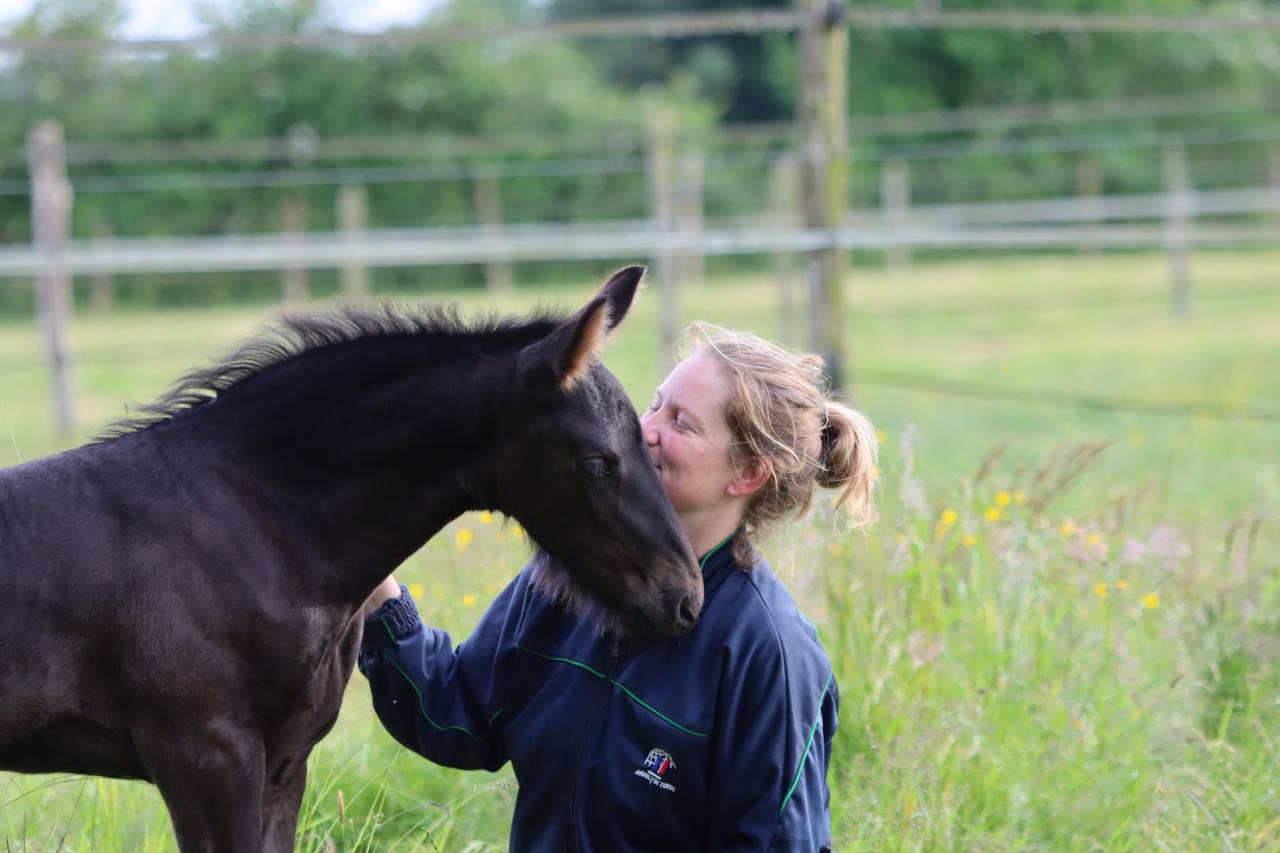 Pouliche Frisonne  à vendre
