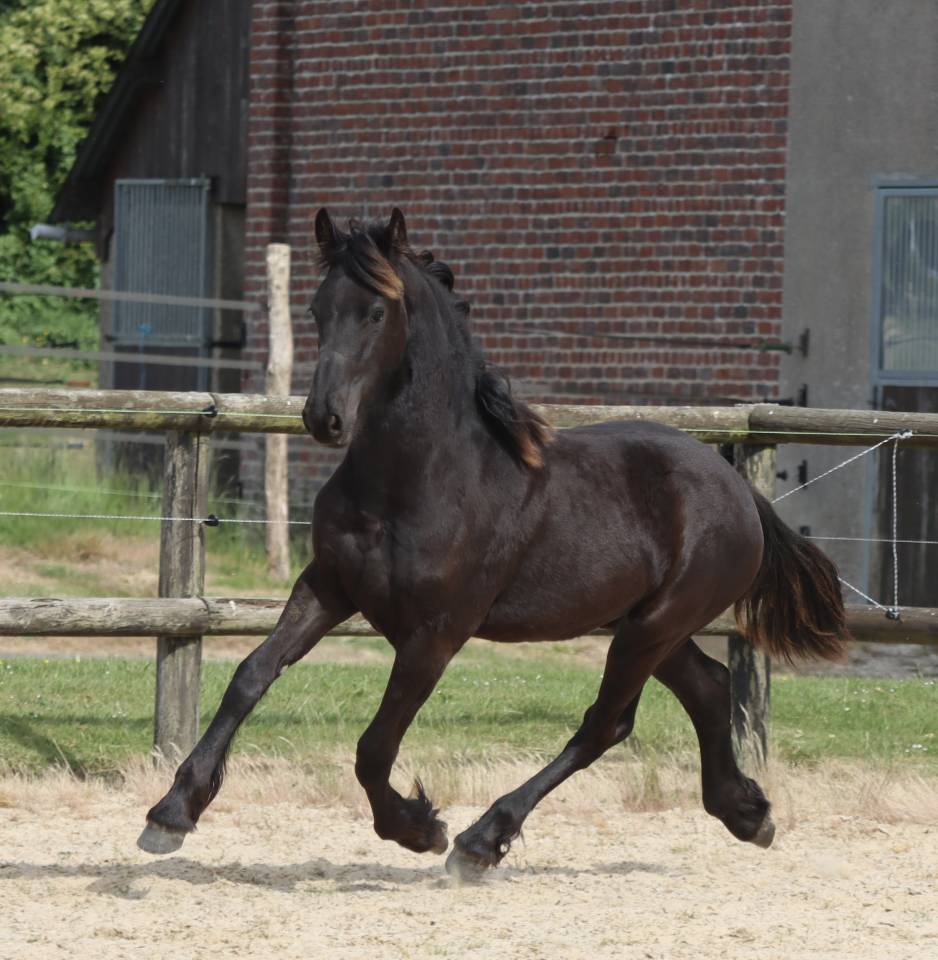 Fleury Blacknight MGC Pouliche Frisonne  &agrave; vendre 1 an