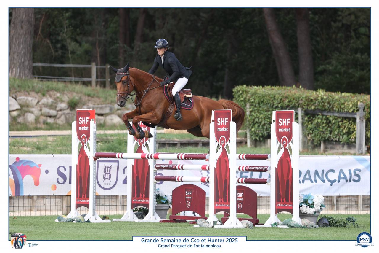 Hongre Selle Français 6 ans