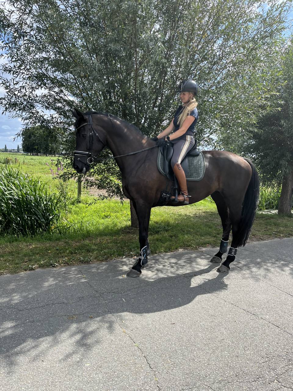 Jument KWPN Cheval de Sport Néerlandais A vendre 2014 Autre couleur par Eastwood s