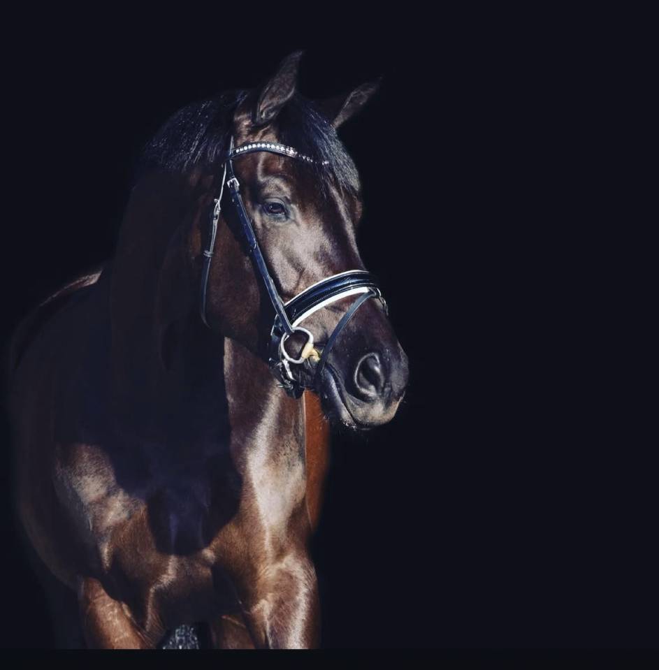 Jument KWPN Cheval de Sport Néerlandais A vendre 2014 Autre couleur par Eastwood s