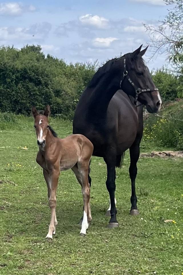 Réservations in utero poulains sf 