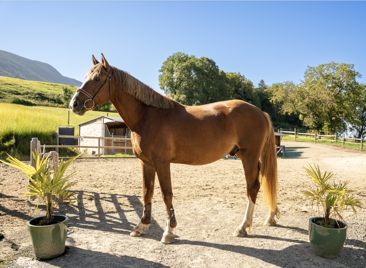  Petit cheval de 3 ans polyvalent sport & loisir