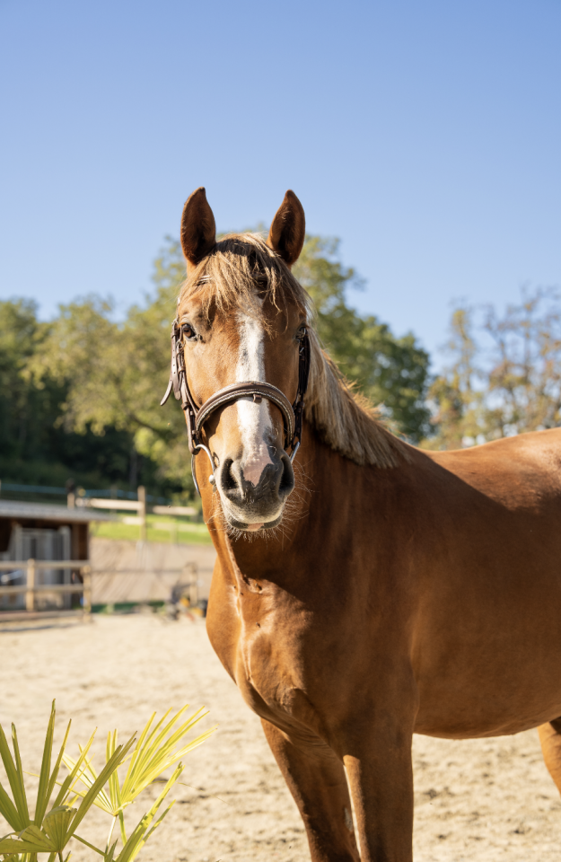  Petit cheval de 3 ans polyvalent sport & loisir