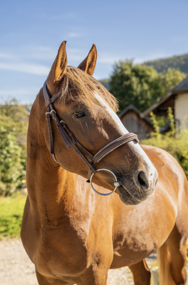  Petit cheval de 3 ans polyvalent sport & loisir