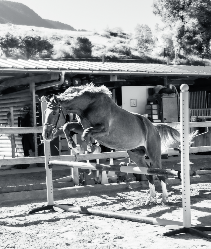  Petit cheval de 3 ans polyvalent sport & loisir