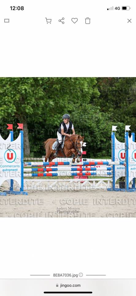Top poney pour CSO et cce