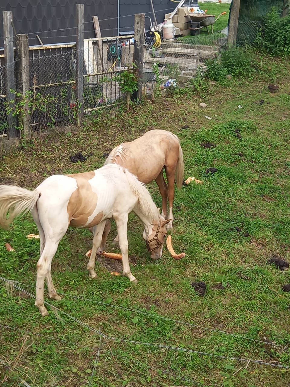 Poulain Pie Palomino de 2024