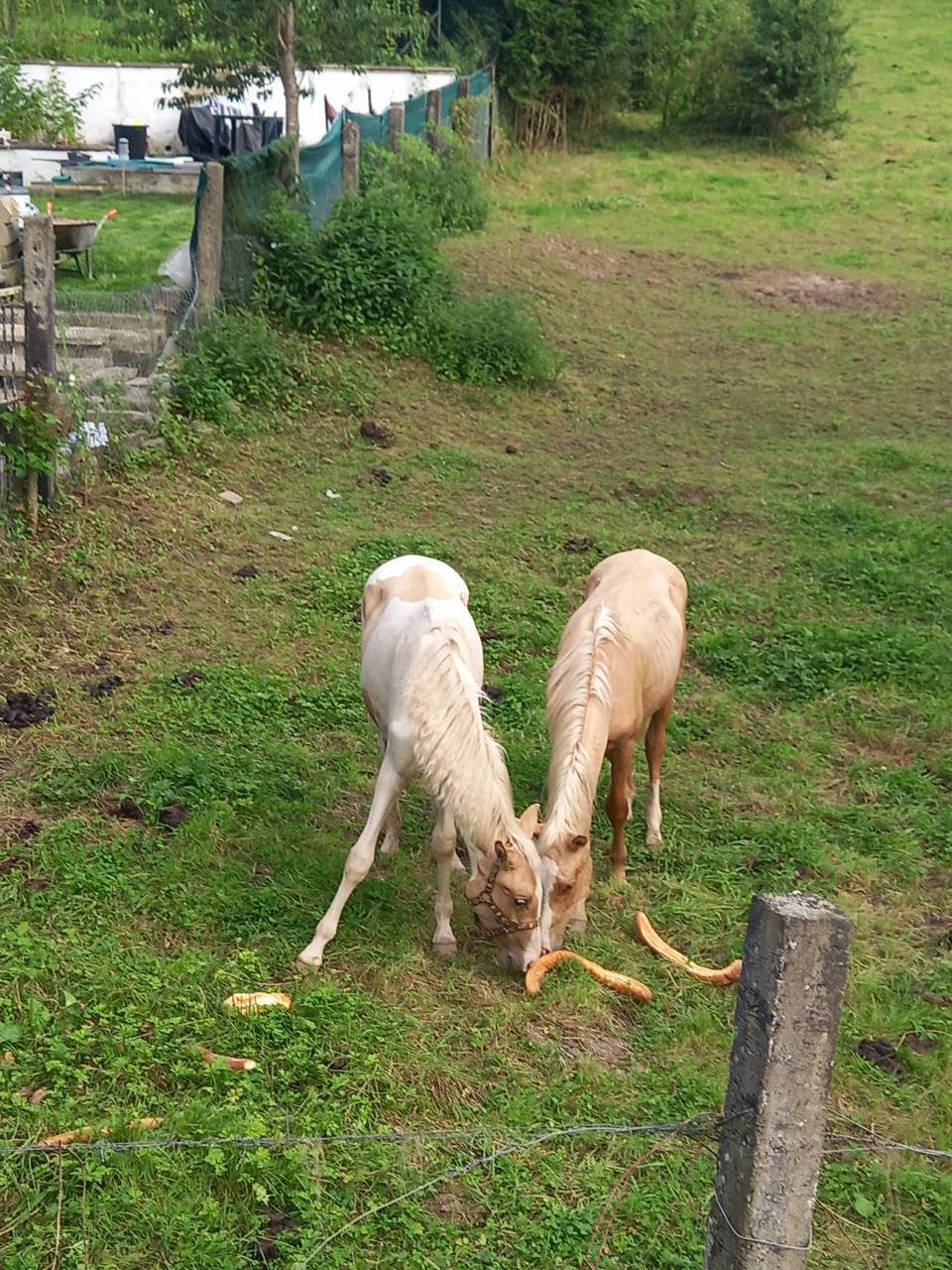 Poulain Pie Palomino de 2024