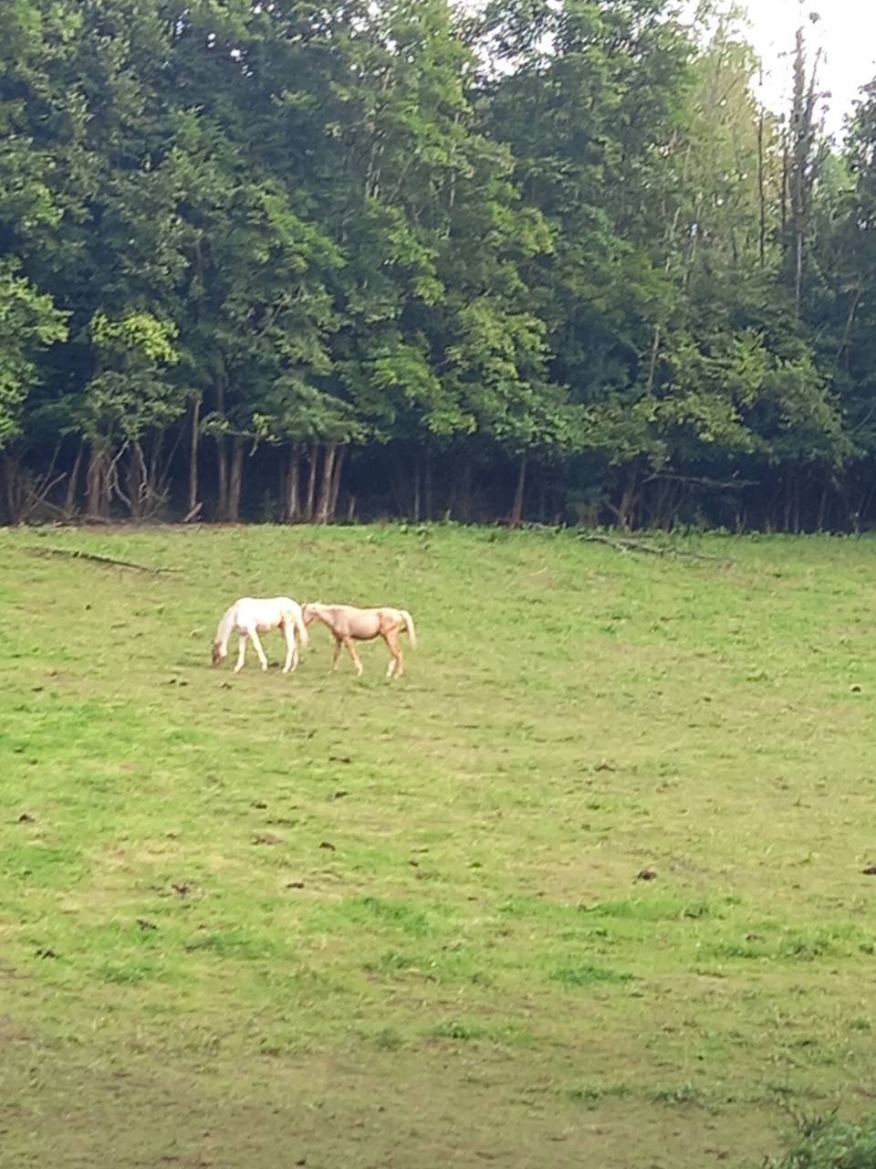 Poulain Pie Palomino de 2024