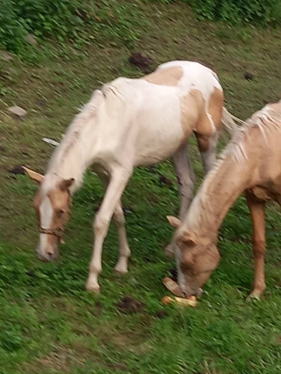 Poulain Pie Palomino de 2024