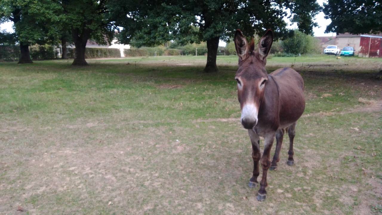 ANES A VENDRE PAR PAIRE