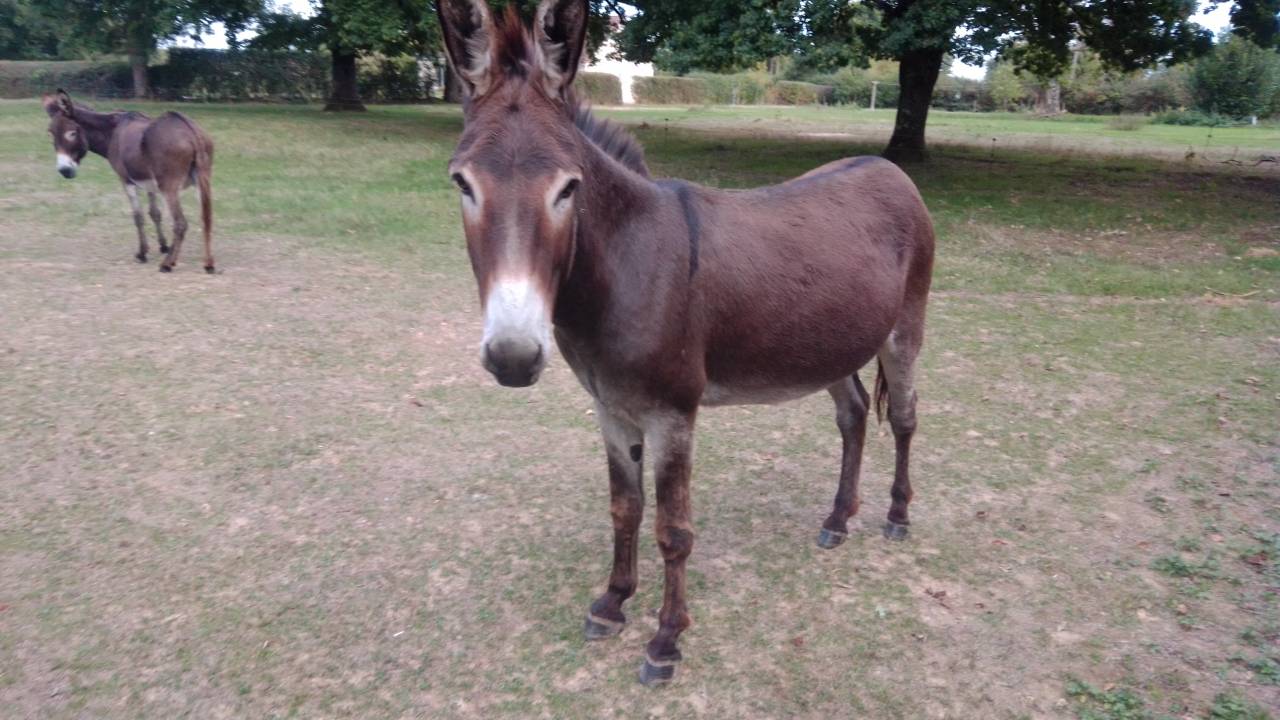 ANES A VENDRE PAR PAIRE