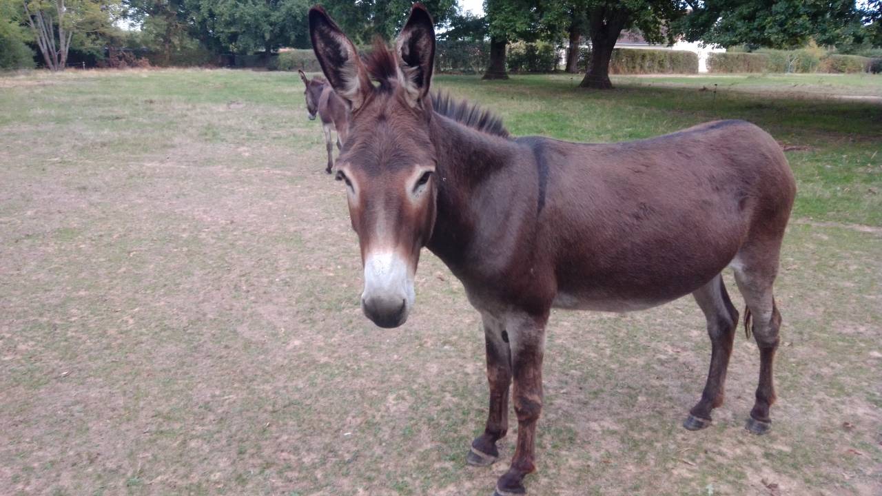 ANES A VENDRE PAR PAIRE