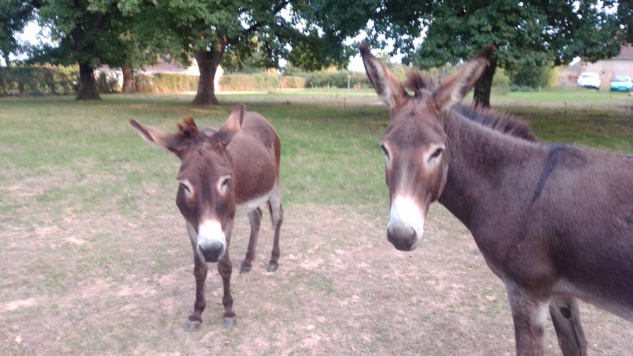 ANES A VENDRE PAR PAIRE