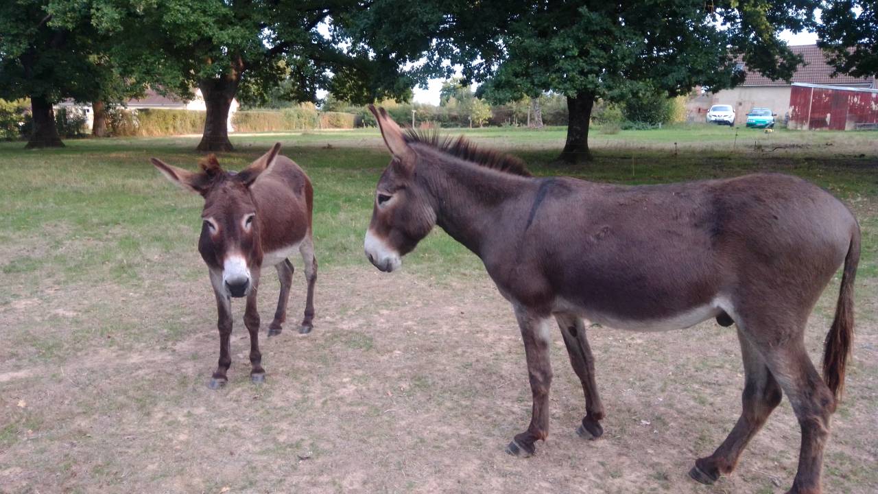 ANES A VENDRE PAR PAIRE