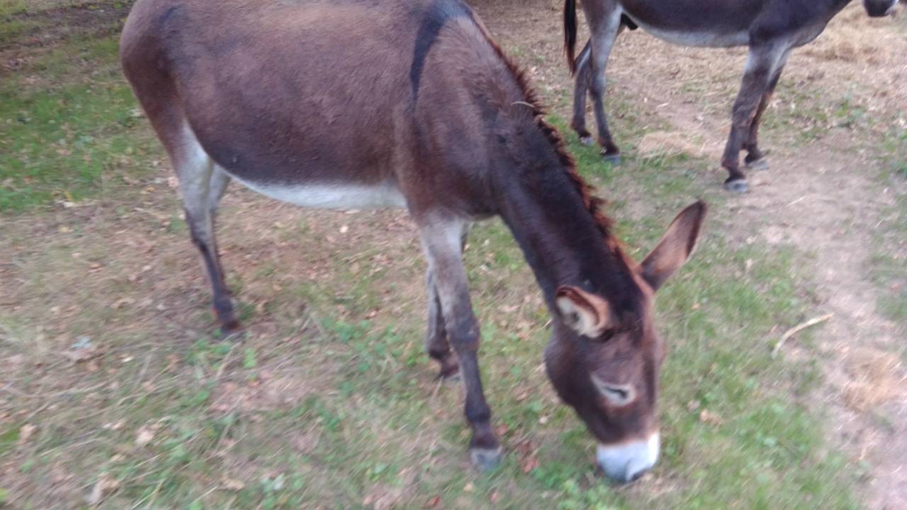 ANES A VENDRE PAR PAIRE