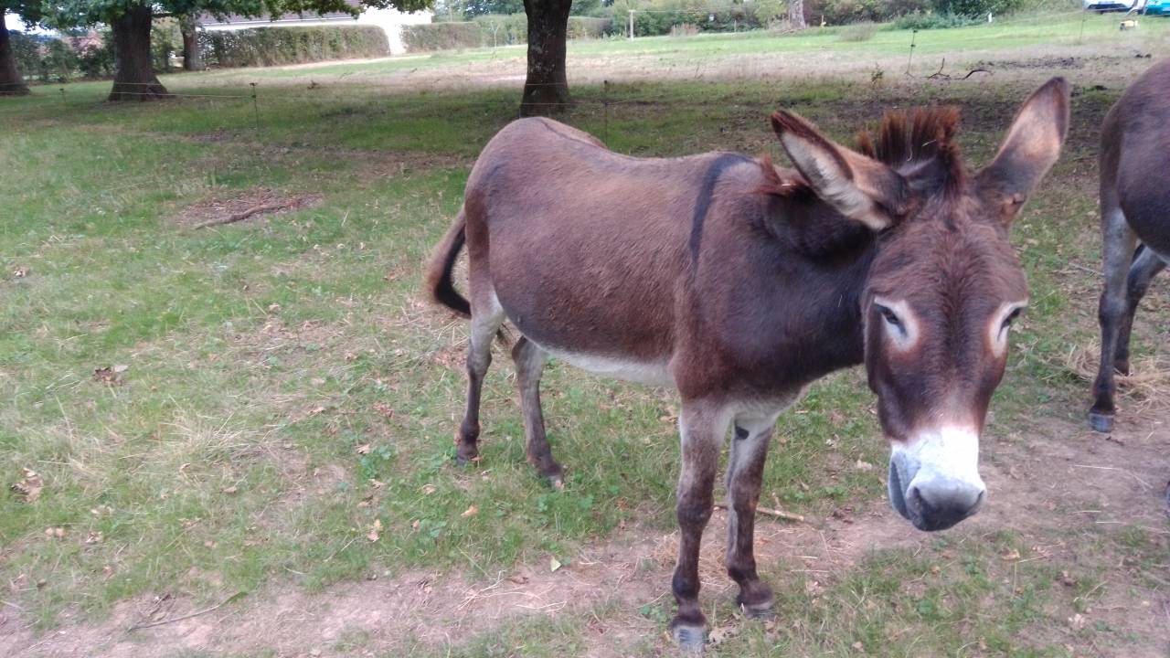 ANES A VENDRE PAR PAIRE