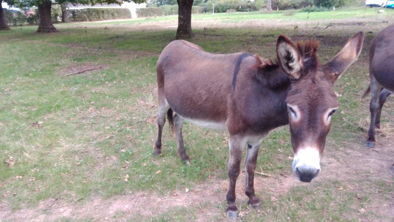 ANES A VENDRE PAR PAIRE