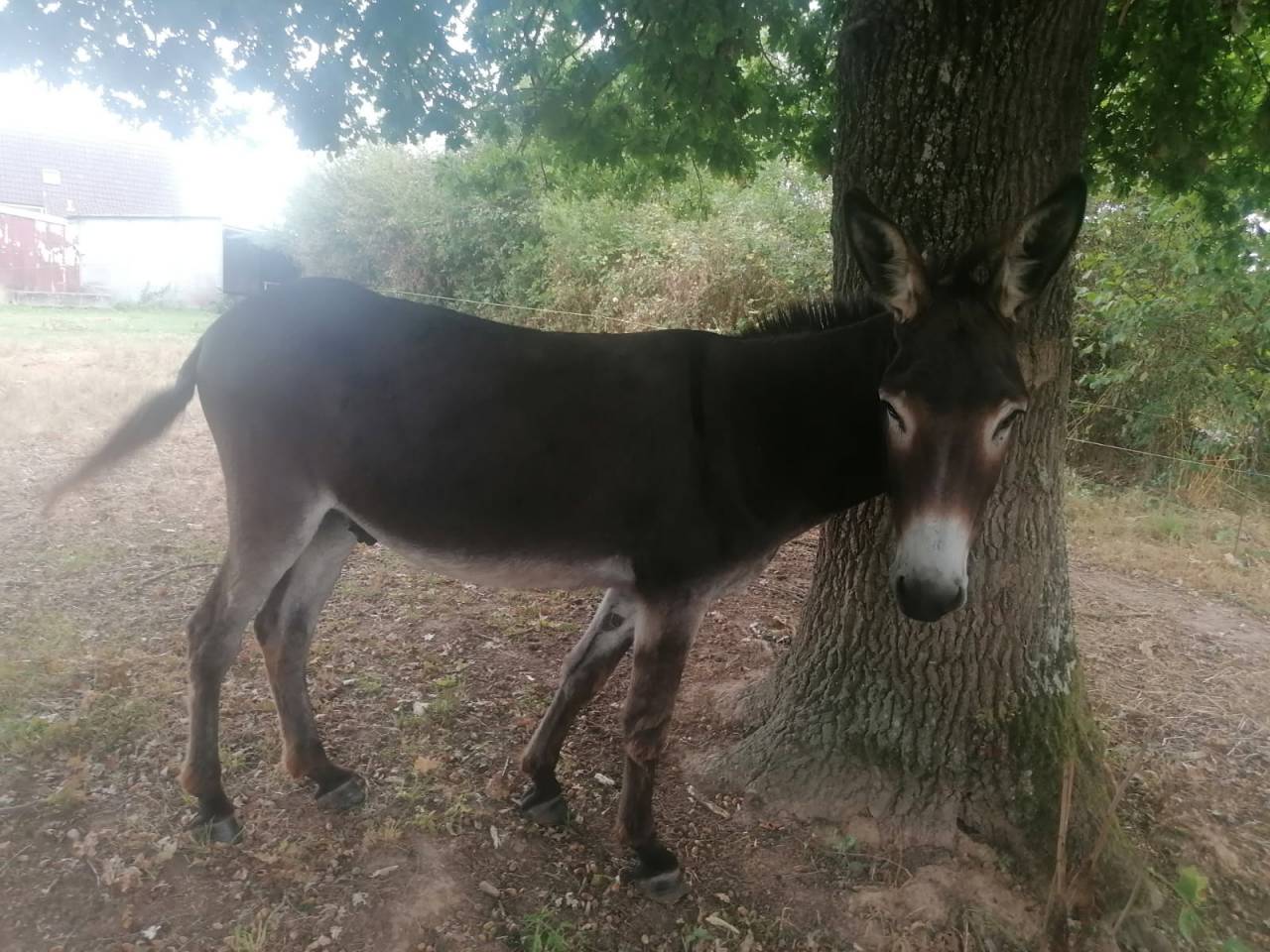 ANES A VENDRE PAR PAIRE